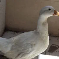 مرغابی - اردک