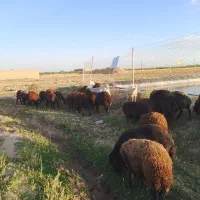 شیر گوسفند(میش)و تخم مرغ