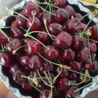 گیلاس اعلا درشت