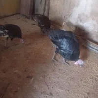 بوقلمون نروماده