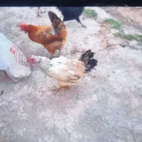 مرغ‌‌تخم‌گذار