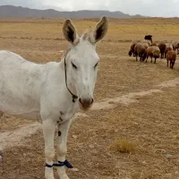 الاغ نر یا خر