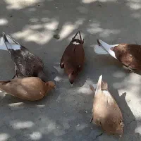 کفتر دم سفید