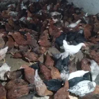انواع جوجه مرغ