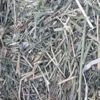 یونجه