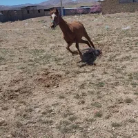 نریان ۲۷ ماهه مادر عرب خالص دارای شناسنامه
