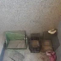 قفس پرنده سالم