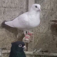 دمدار