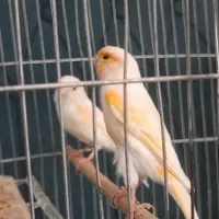 قناری جفت موزائیکی تنه دار دروشت