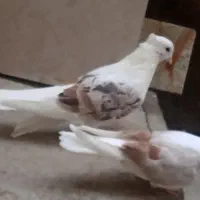 کبوتر