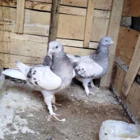 کبوتر