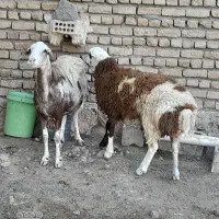 یک عدد بره قوچی پلنگی با یک عدد میش پلنگی
