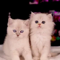 *گربه نژاددار، انتخابی برای خاص‌پسندان٪ مدل آرامش