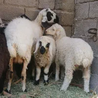 میش