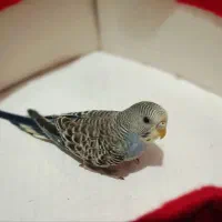 پرنده بالغ عشق
