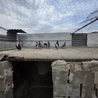 کبوتر