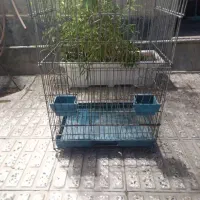 قفس کاسکو