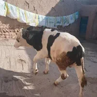 گوساله نر