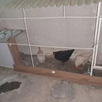 مرغ تخم گذار