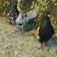 کبوتر