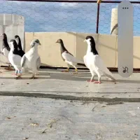 سلام چند جفت کبوتر رنگی