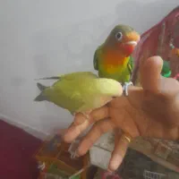 فروش جوجه کوتوله دستی