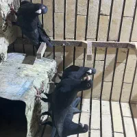 پنج تا جوجه کلاغ نر