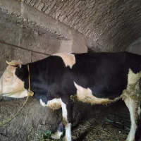 نوبر سیمنتال