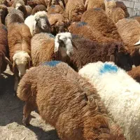 بره ریز برا پروار