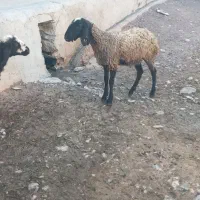 بره ماده