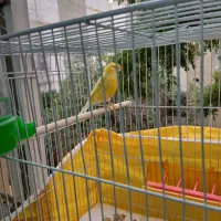 سهره قناری
