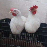 خروس|حیوانات مزرعه|گلستان (تهران), |دیوار