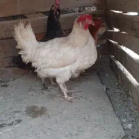 فروش مرغ و خروس