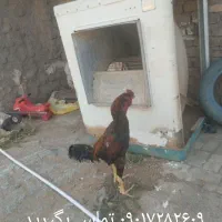 خروس لاری
