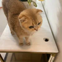 واگذاری رایگان اسکاتیش بریتیش ان وای۲۴