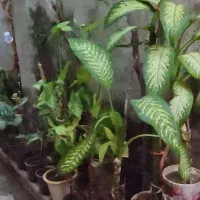 فروش تعدادی گل زینتی