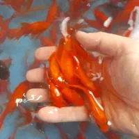 فروش ماهی قرمز طعمه سایز سه و چهار بند