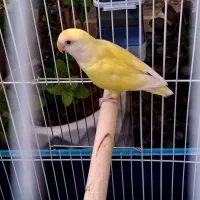 معاوضه طوطی برزیلی ماده