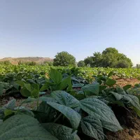 فروش لوبیا سبز تازه روستای کوسته