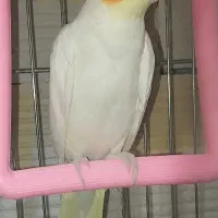 عروس هلندی ماده مست و اماده جفت
