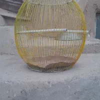 قفس