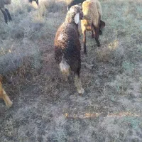 بره
