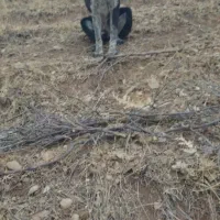 واگذاری سگ نر و ماده