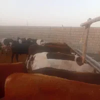 گاو قربانی