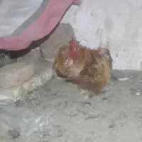 خروس زینتی فر