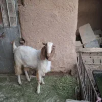 بزغاله نر