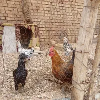 مرغ تخمگذار