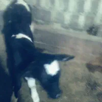 گاو گوساله