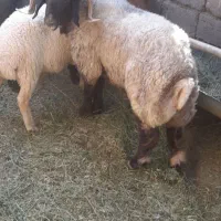غوچ تخمی