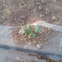فروش بره نر